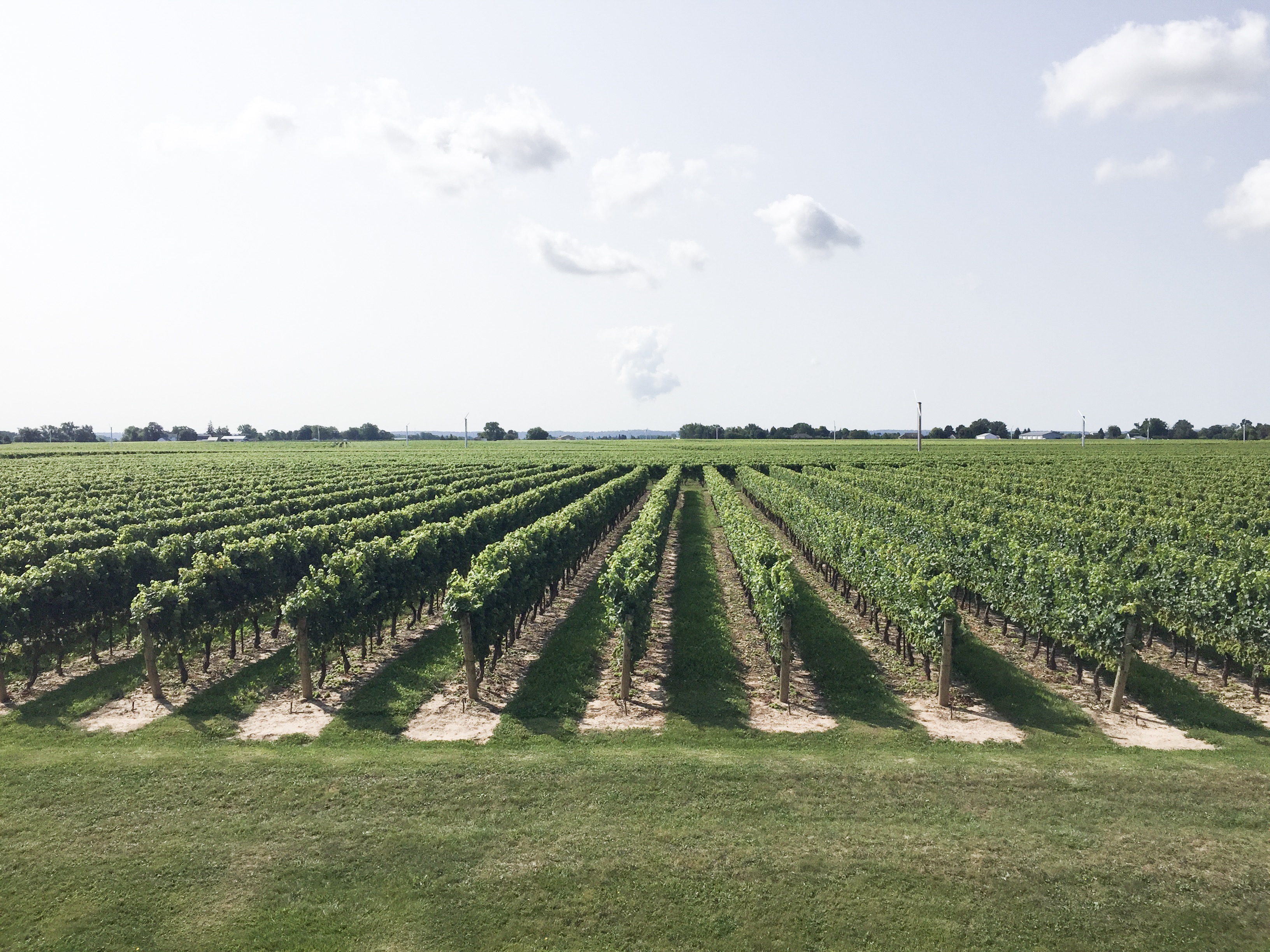 Jackson Triggs Niagara Estate- Wine Tour