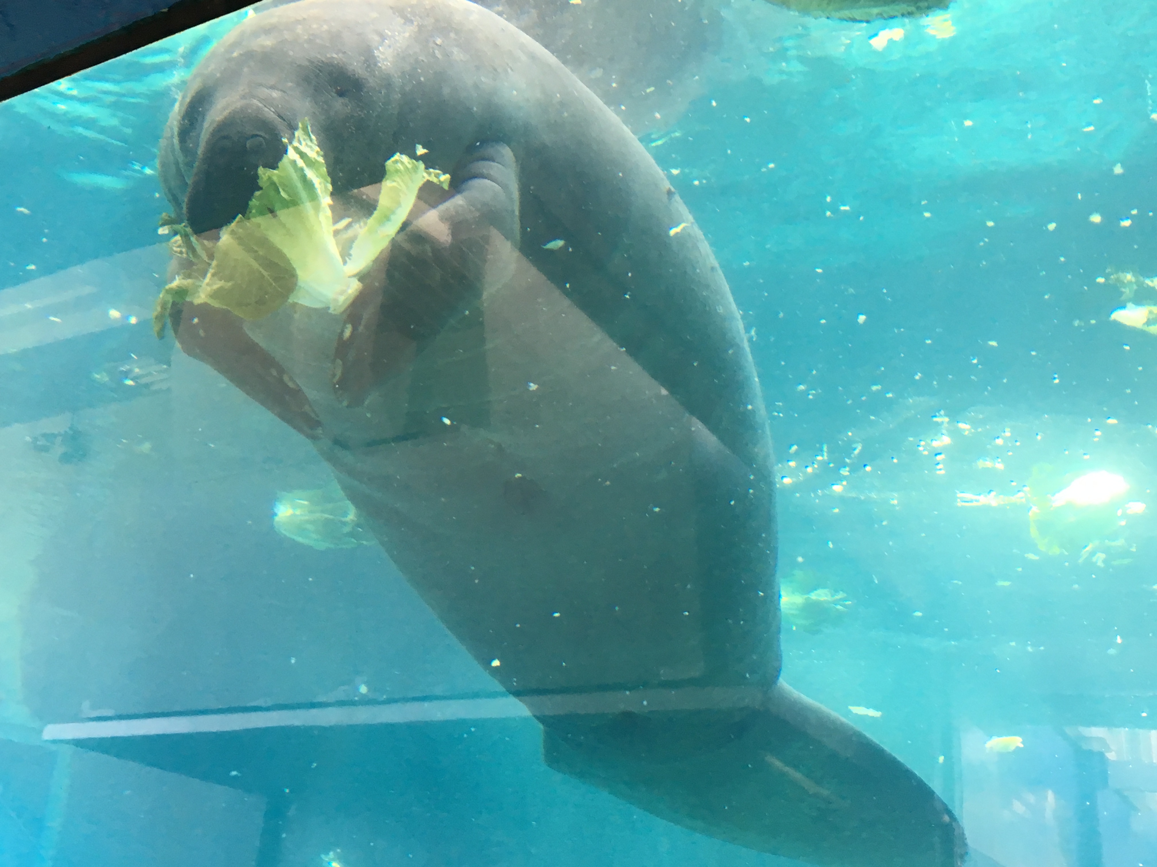 Mote Aquarium on Sarasota Review